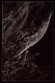 Konkurs miesiąca, listopad 2014, wyróżnienie [Dokument ikonograficzny]