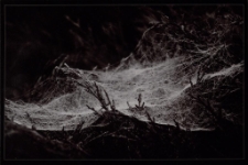 Konkurs miesiąca, grudzień 2014, wyróżnienie [Dokument ikonograficzny]