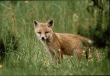 Konkurs miesiąca, kwiecień 2015, miejsce 1 [Dokument ikonograficzny]