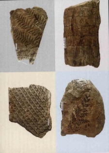 Las sprzed 300.000.000 lat - zaproszenie [Dokument życia społecznego]