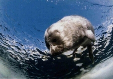 Bajkał. Kr&oacute;lestwo wody i lodu : Olga Kamenskaja - fotografie - zaproszenie [Dokument życia społecznego]