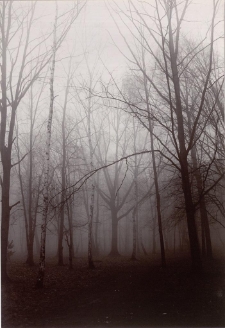 Mgła [Dokument ikonograficzny]
