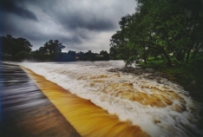 B&oacute;br 2009 [Dokument ikonograficzny]